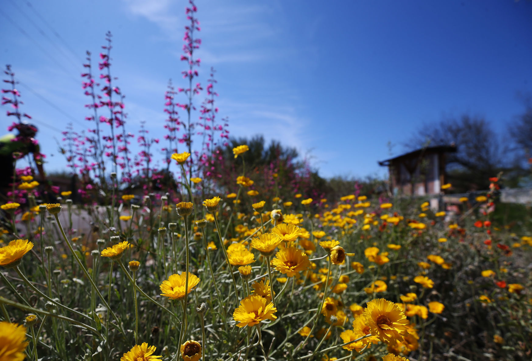 Wildflowers around Tucson, 2020